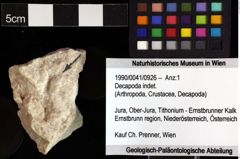 Foto (Objket + Etiketten) von Decapoda indet. 